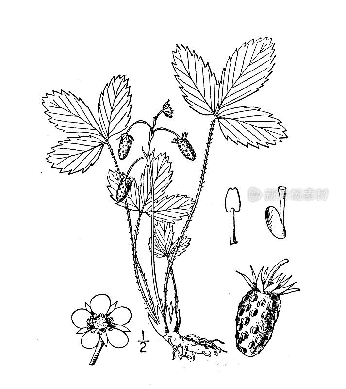 古植物学植物插图:加拿大Fragaria Canadensis，北方野生草莓